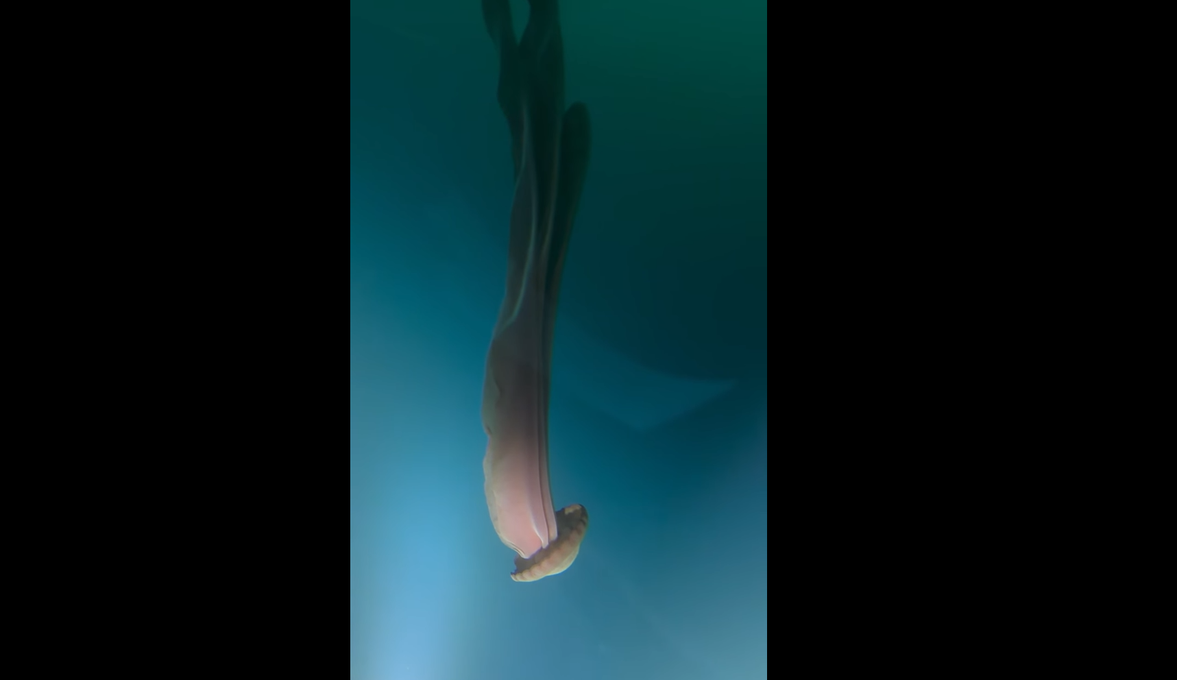 meduse fantome geante stygiomedusa gigantea Méduse fantôme géante Stygiomedusa gigantea filmée en Antarctique