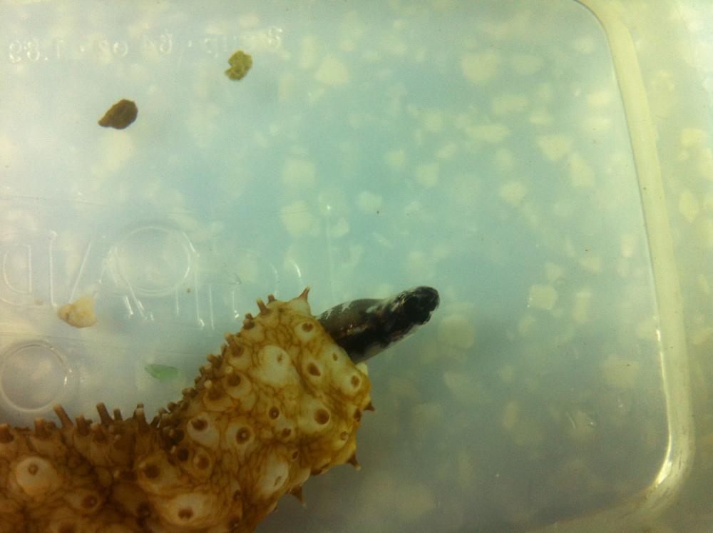 Le poisson-thermomètre ou poisson d'anus de concombre de mer pearlfish le poisson thermometre ou poisson d anus de concombre de mer 2 pearlfish-le-poisson-thermometre-ou-poisson-d-anus-de-concombre-de-mer-2