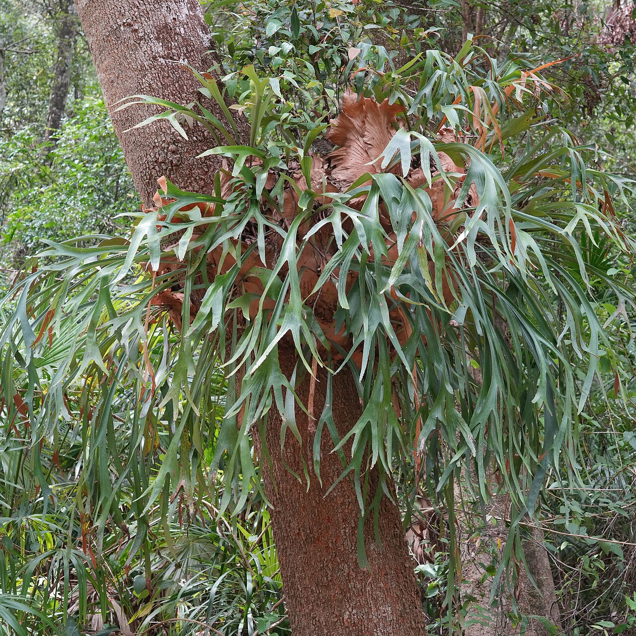 Platycerium bifurcatum, fougère corne de cerf poussant sur un arbre en Australie Platycerium bifurcatum, fougère corne de cerf poussant sur un arbre en Australie