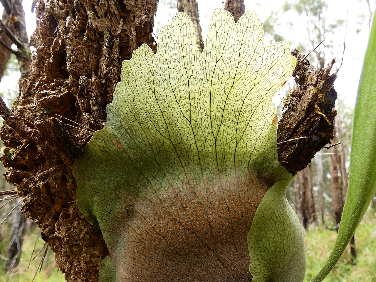 Fougère corne de cerf Platycerium bifurcatum dans son habitat naturel en Australie Fougère corne de cerf Platycerium bifurcatum dans son habitat naturel en Australie
