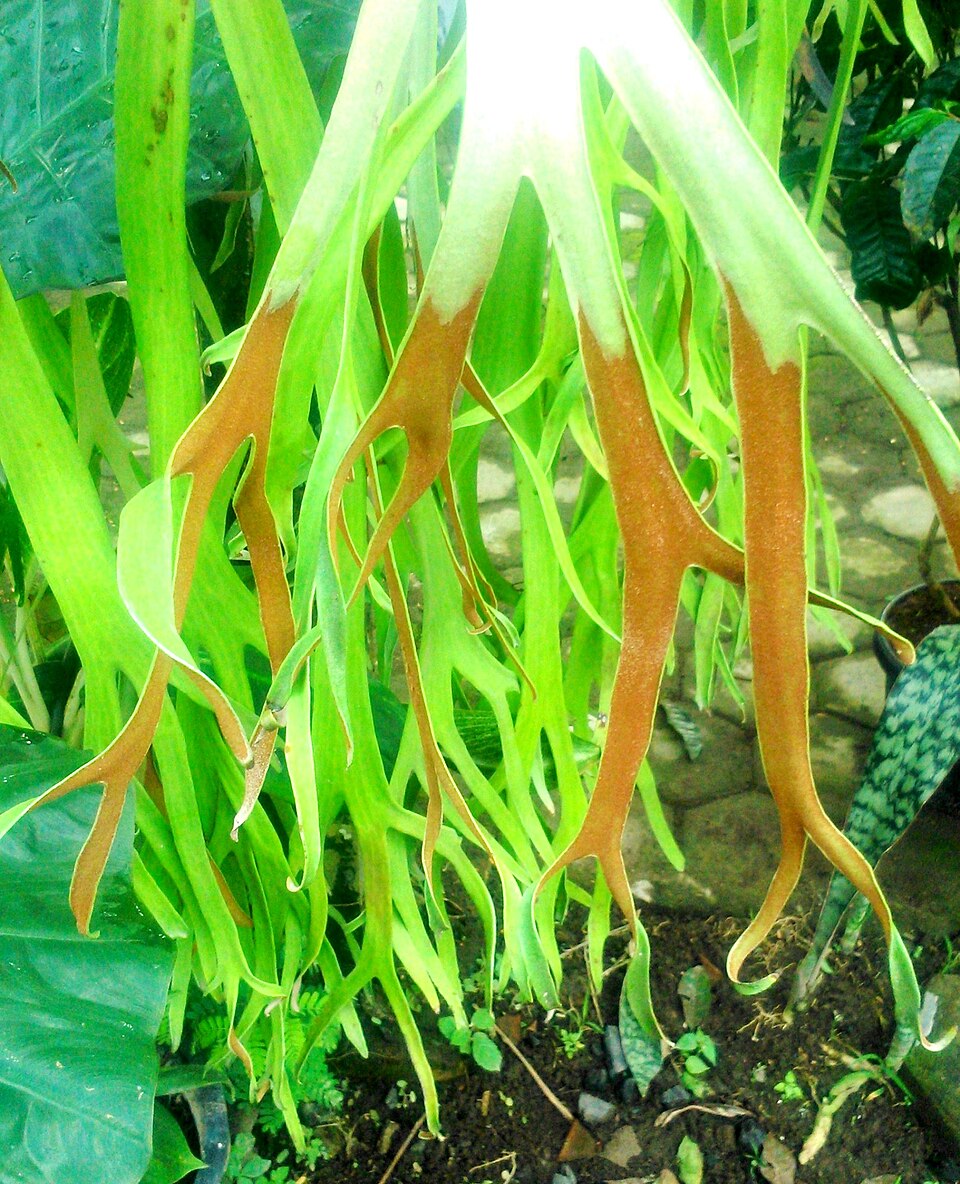Sores bruns et spores sous une fronde fertile de Platycerium bifurcatum Sores bruns et spores sous une fronde fertile de Platycerium bifurcatum