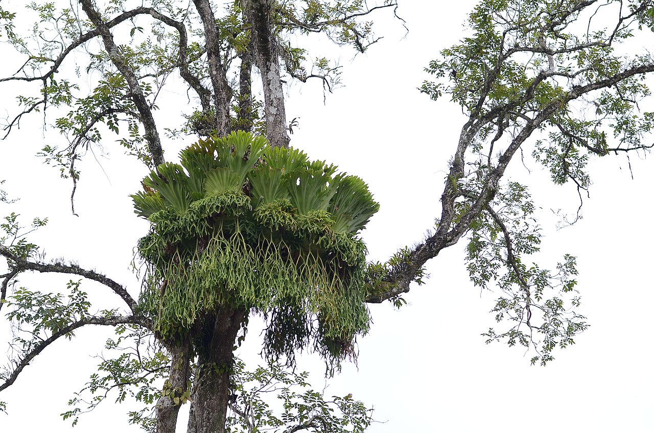 platycerium coronarium platycerium coronarium