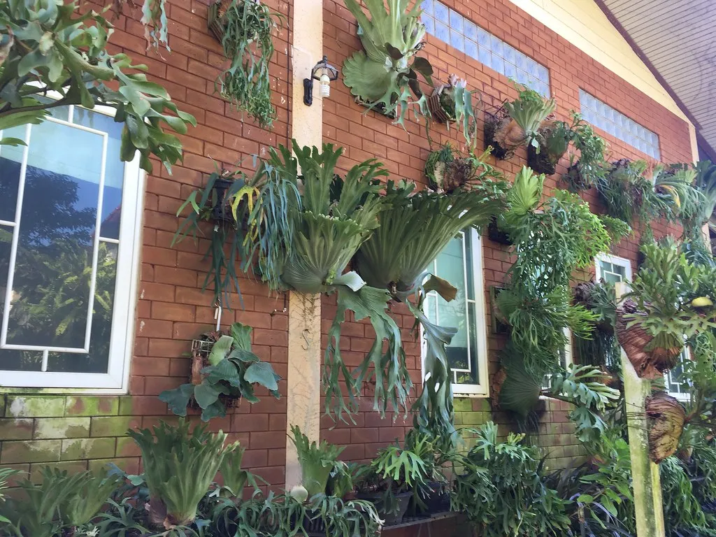 Platycerium - la particulière fougère cornes de cerf platycerium la particuliere fougere cornes de cerf cornes d elan 10 platycerium-la-particuliere-fougere-cornes-de-cerf-cornes-d-elan-10