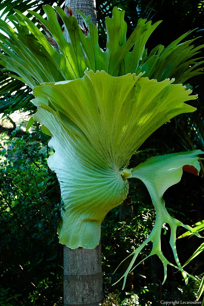 Platycerium - la particulière fougère cornes de cerf platycerium la particuliere fougere cornes de cerf cornes d elan 2 platycerium-la-particuliere-fougere-cornes-de-cerf-cornes-d-elan-2