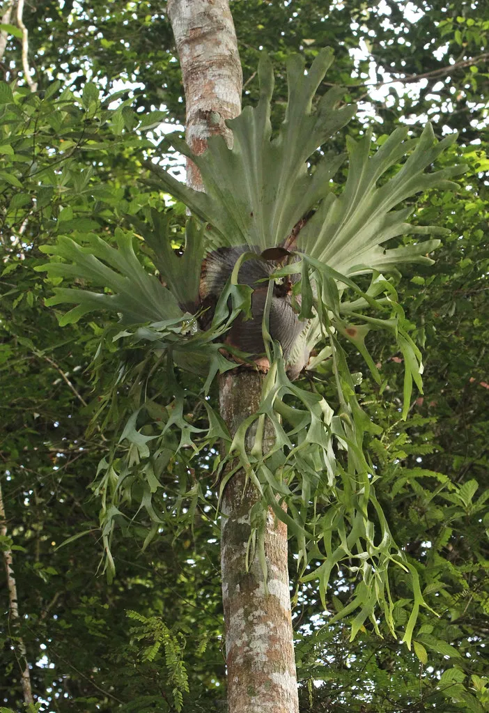 Platycerium - la particulière fougère cornes de cerf platycerium la particuliere fougere cornes de cerf cornes d elan 3 platycerium-la-particuliere-fougere-cornes-de-cerf-cornes-d-elan-3