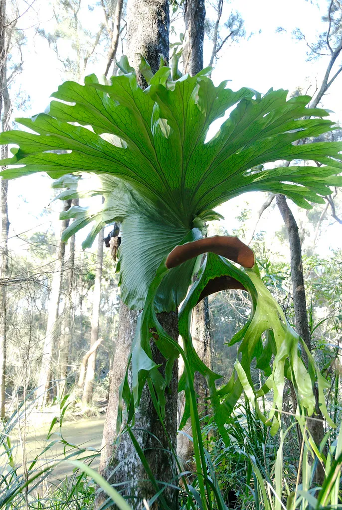 Platycerium - la particulière fougère cornes de cerf platycerium la particuliere fougere cornes de cerf cornes d elan 5 platycerium-la-particuliere-fougere-cornes-de-cerf-cornes-d-elan-5