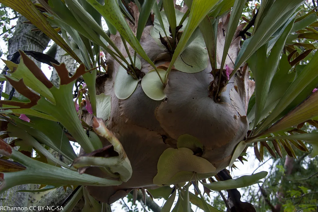 Platycerium - la particulière fougère cornes de cerf platycerium la particuliere fougere cornes de cerf cornes d elan 8 platycerium-la-particuliere-fougere-cornes-de-cerf-cornes-d-elan-8