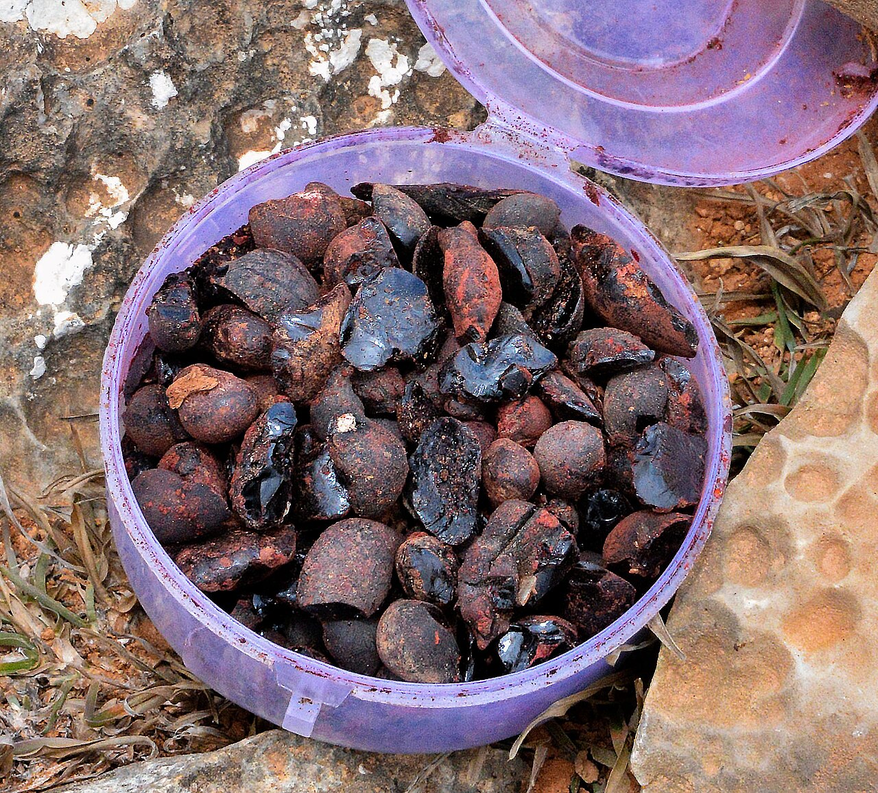 Résine rouge du dragonnier de Socotra appelée sang du dragon Résine rouge du dragonnier de Socotra appelée sang du dragon