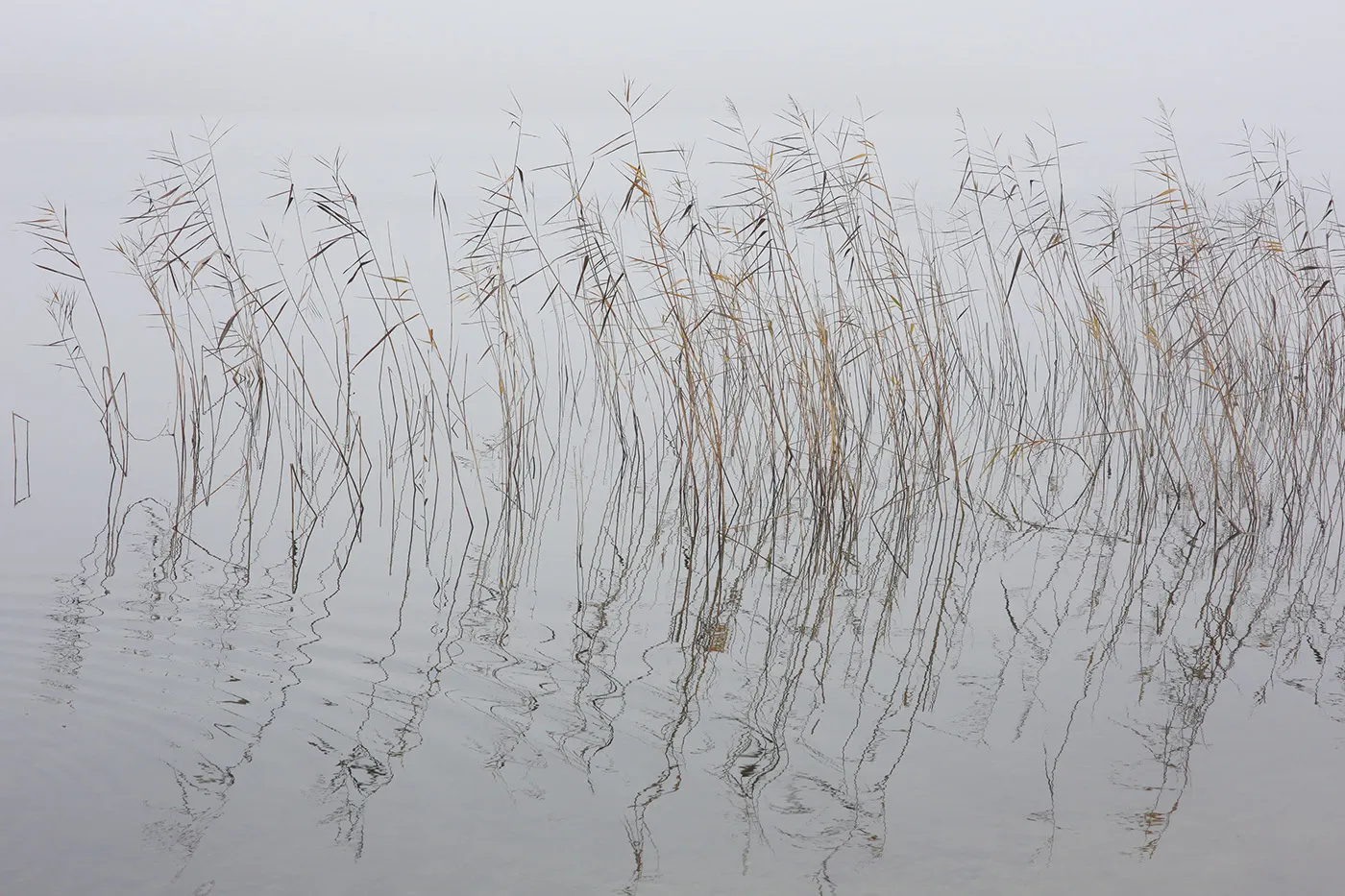 Silence et brume sur un plan d'eau de Lituanie silence et brume sur un plan d eau de Lituanie don t Break the Silence par Mindaugas Buivydas 3 silence-et-brume-sur-un-plan-d-eau-de-Lituanie-don-t-Break-the-Silence-par-Mindaugas-Buivydas-3