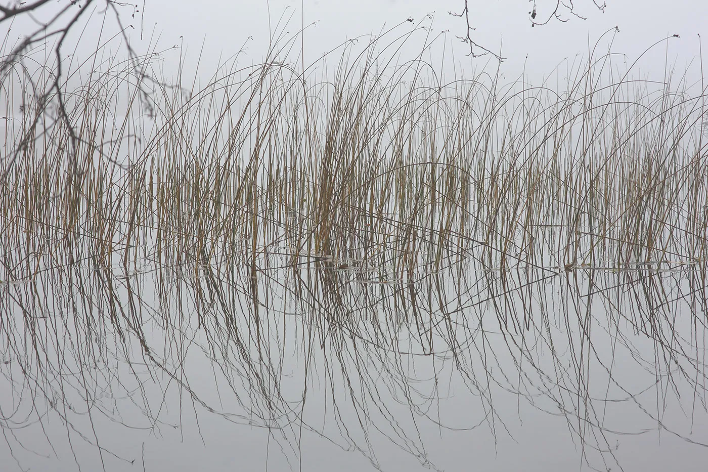 Silence et brume sur un plan d'eau de Lituanie silence et brume sur un plan d eau de Lituanie don t Break the Silence par Mindaugas Buivydas 4 silence-et-brume-sur-un-plan-d-eau-de-Lituanie-don-t-Break-the-Silence-par-Mindaugas-Buivydas-4