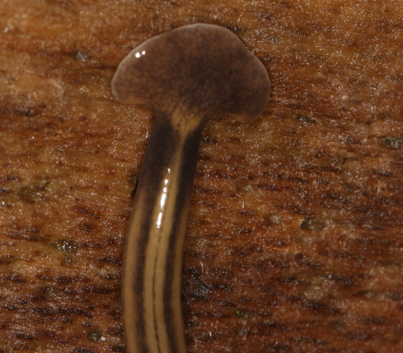 Gros plan de la tête en forme de marteau de Bipalium kewense Gros plan de la tête en forme de marteau de Bipalium kewense