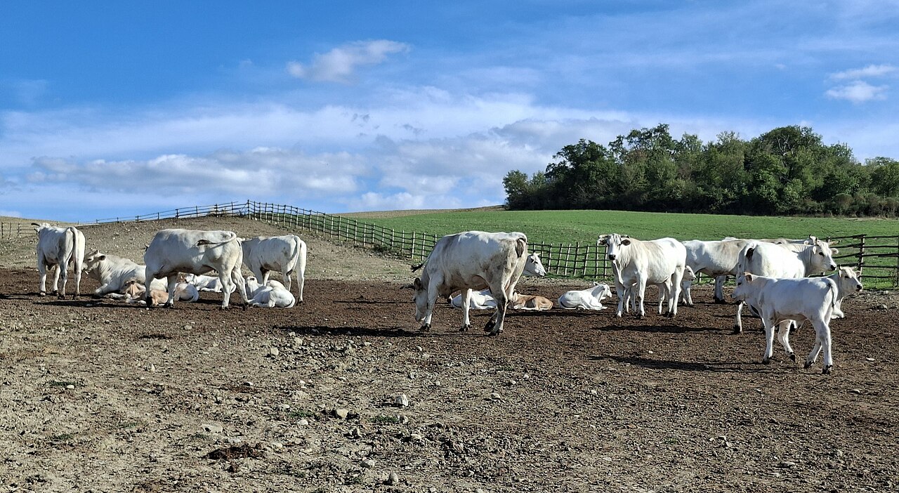 Troupeau de vaches Chianina blanches au pâturage en Italie Troupeau de vaches Chianina blanches au pâturage en Italie