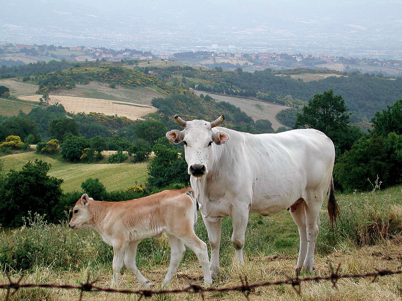 vache chianina veau toscane Vache Chianina blanche avec son veau en Toscane