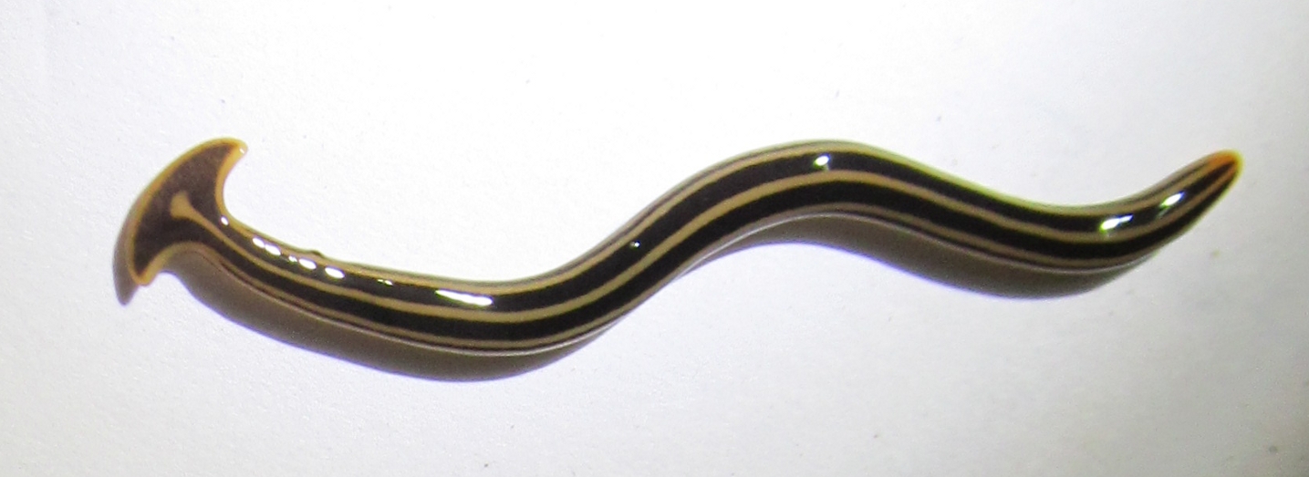 ver carnivore a tete de marteau bipalium 2 ver carnivore a tete de marteau bipalium 2