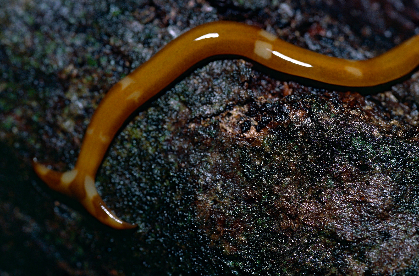 ver carnivore a tete de marteau bipalium ver carnivore a tete de marteau bipalium