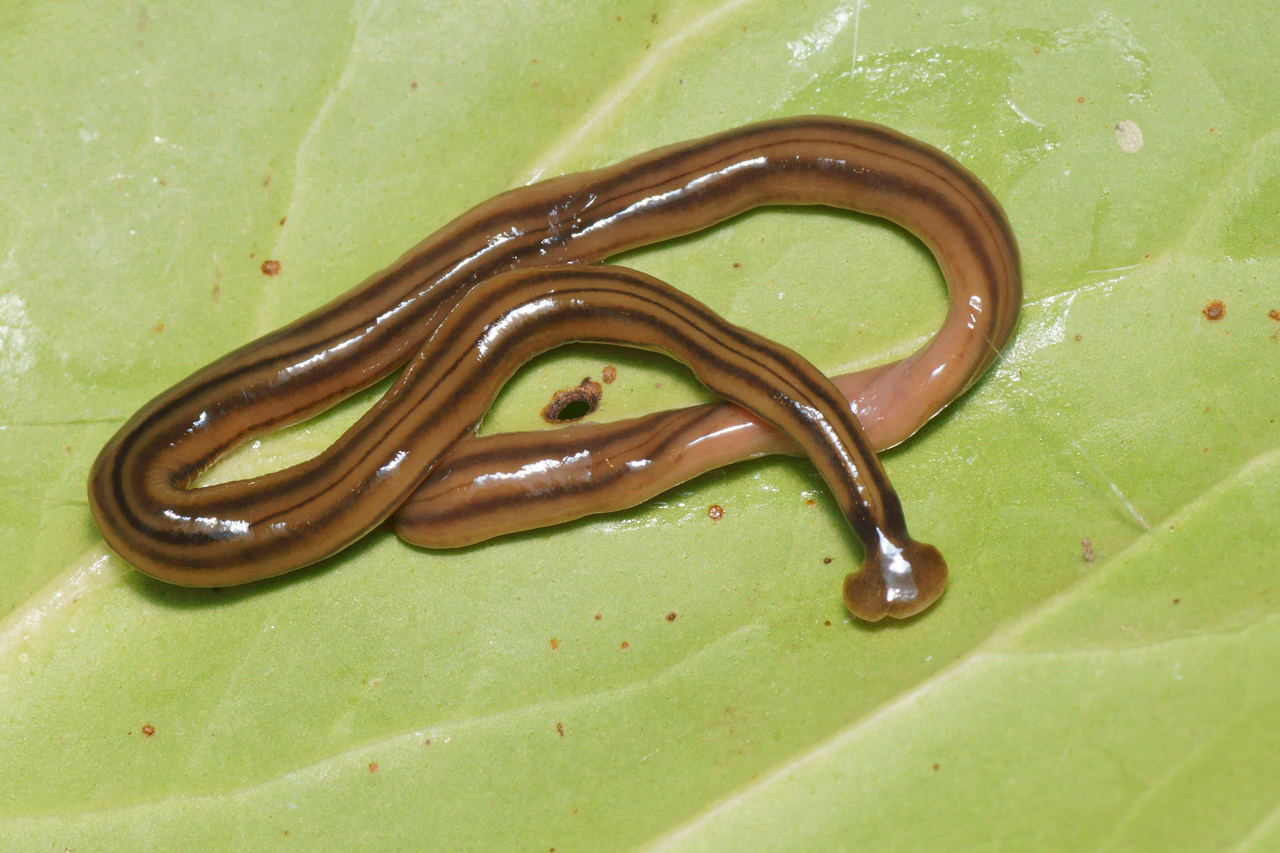 Ver à tête de marteau Bipalium kewense, planaire terrestre carnivore Ver à tête de marteau Bipalium kewense, planaire terrestre carnivore
