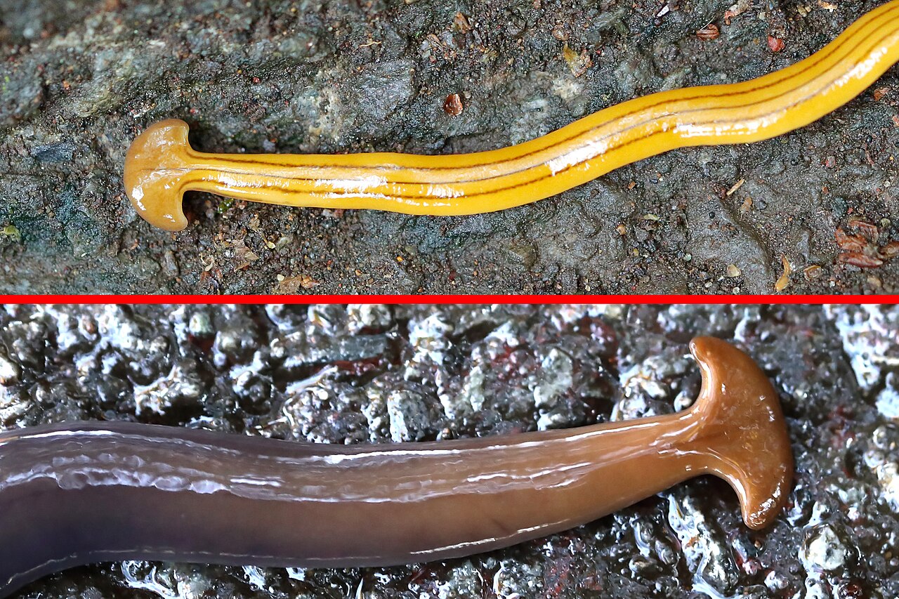 vers carnivores a tete de marteau bipalium vers carnivores a tete de marteau bipalium