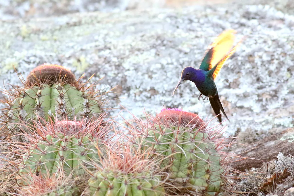9 espèces de colibris en vol 10 especes de colibris en vol 10 colibri hirondelle 10-especes-de-colibris-en-vol-10-colibri-hirondelle
