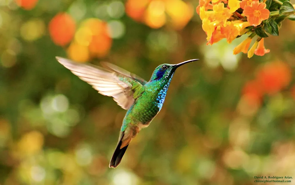 9 espèces de colibris en vol 10 especes de colibris en vol 11 colibri thalassin 10-especes-de-colibris-en-vol-11-colibri-thalassin