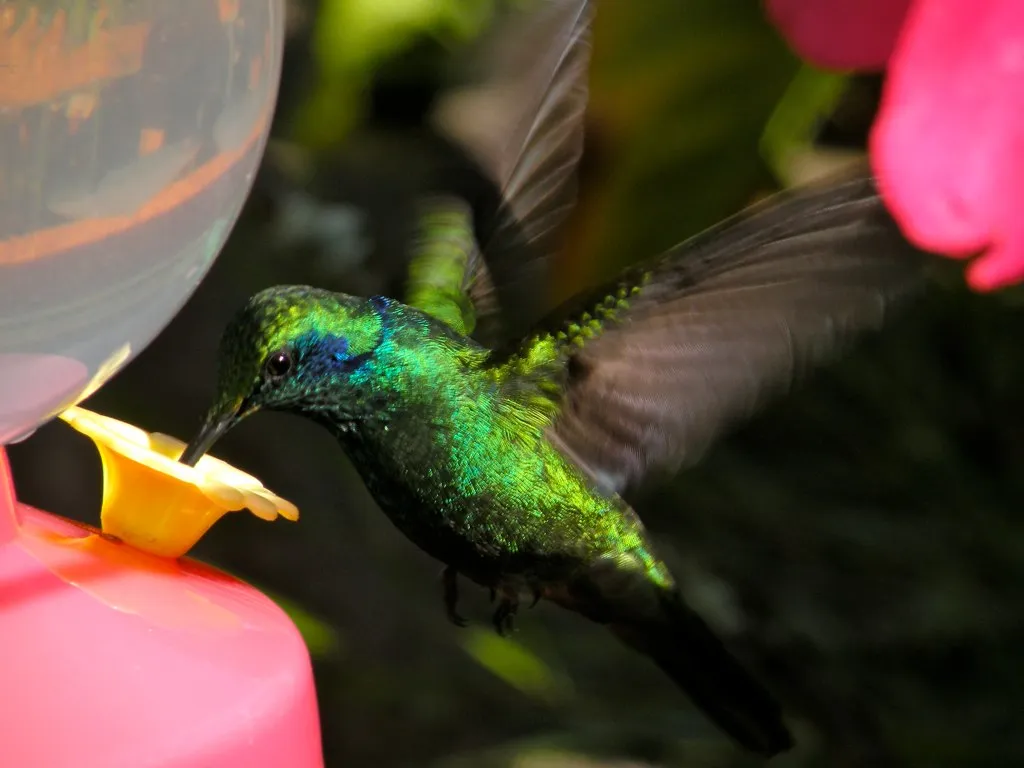 9 espèces de colibris en vol 10 especes de colibris en vol 12 colibri thalassin 10-especes-de-colibris-en-vol-12-colibri-thalassin