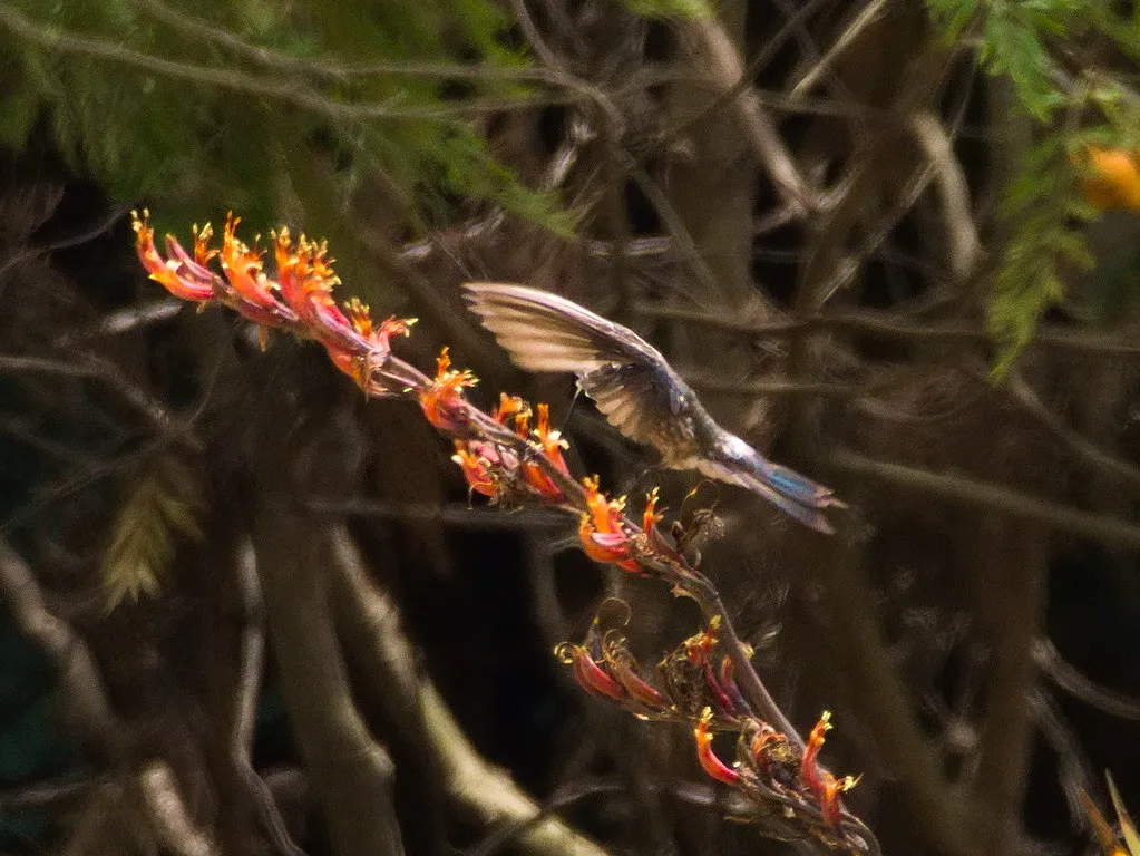 9 espèces de colibris en vol 10 especes de colibris en vol 16 colibri geant 10-especes-de-colibris-en-vol-16-colibri-geant