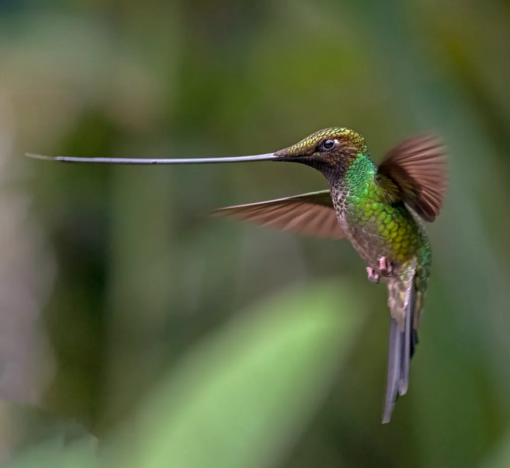 9 espèces de colibris en vol 10 especes de colibris en vol 18 colibri porte epee 10-especes-de-colibris-en-vol-18-colibri-porte-epee