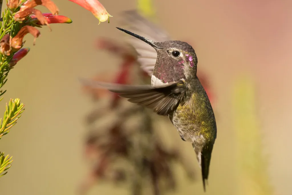 9 espèces de colibris en vol 10 especes de colibris en vol 2 colibri d anna 10-especes-de-colibris-en-vol-2-colibri-d-anna