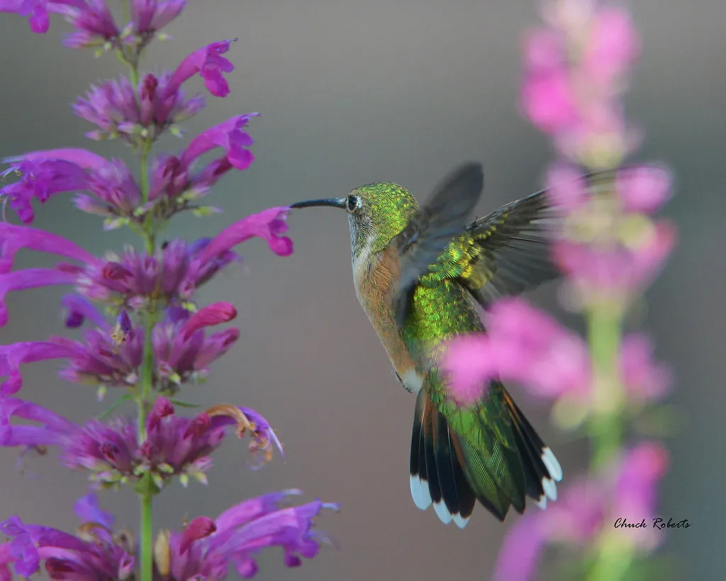 9 espèces de colibris en vol 10 especes de colibris en vol 4 colibri a queue large 10-especes-de-colibris-en-vol-4-colibri-a-queue-large