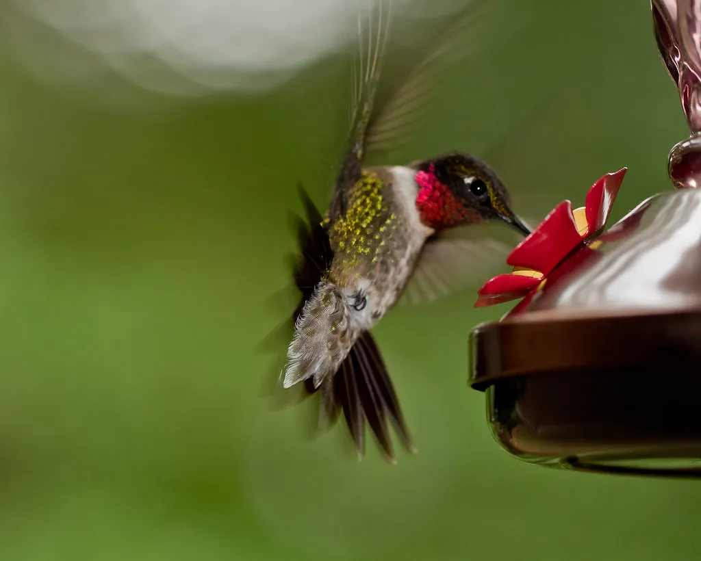 9 espèces de colibris en vol 10 especes de colibris en vol 5 colibri a gorge rubis 10-especes-de-colibris-en-vol-5-colibri-a-gorge-rubis