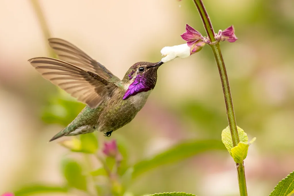 9 espèces de colibris en vol 10 especes de colibris en vol 8 colibri de costa 10-especes-de-colibris-en-vol-8-colibri-de-costa