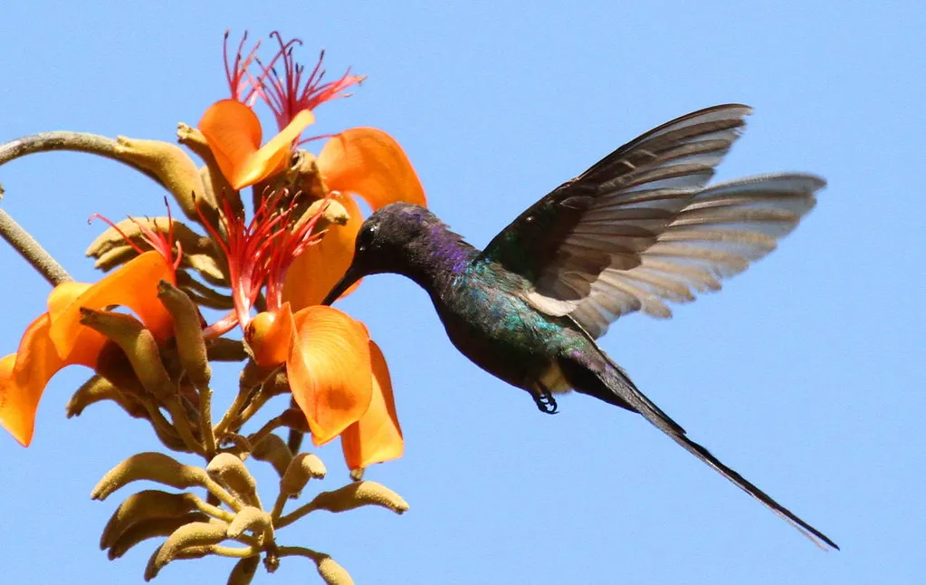 9 espèces de colibris en vol 10 especes de colibris en vol 9 colibri hirondelle 10-especes-de-colibris-en-vol-9-colibri-hirondelle