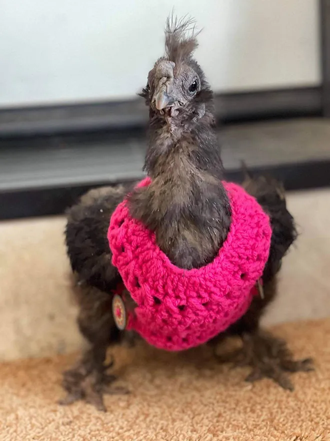 Des pulls et des bonnets pour poulets Des pulls et des bonnets pour poulets 11 Des-pulls-et-des-bonnets-pour-poulets-11