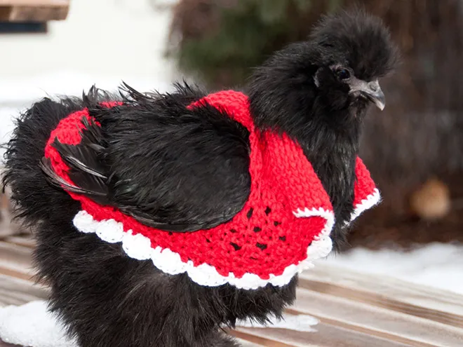 Des pulls et des bonnets pour poulets Des pulls et des bonnets pour poulets 13 Des-pulls-et-des-bonnets-pour-poulets-13