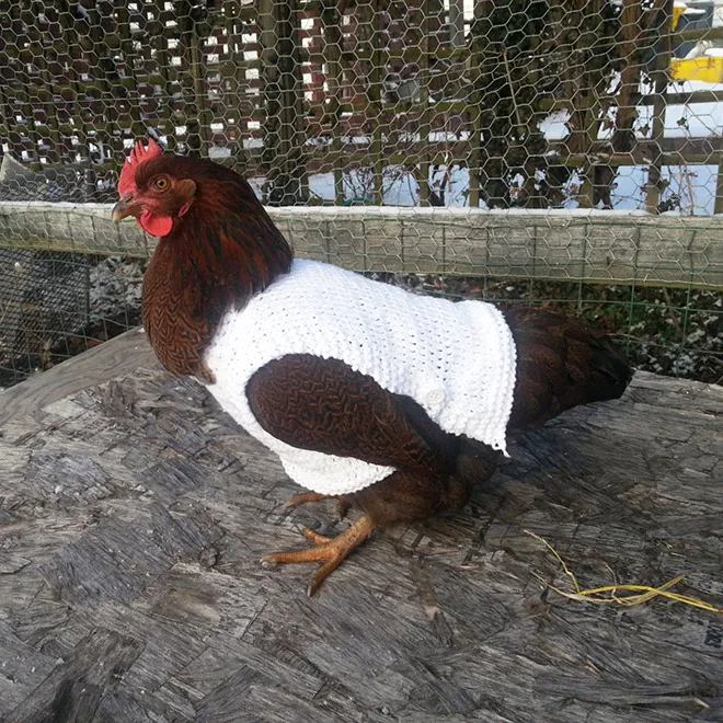 Des pulls et des bonnets pour poulets Des pulls et des bonnets pour poulets 14 Des-pulls-et-des-bonnets-pour-poulets-14