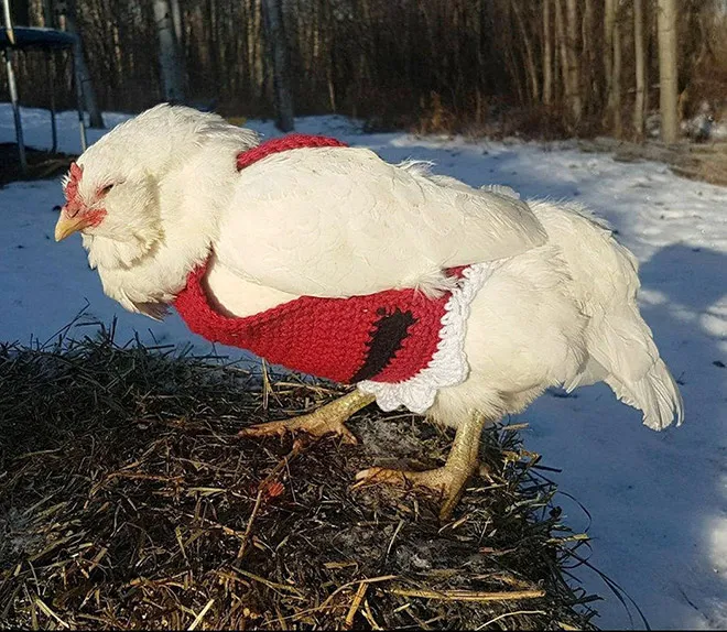 Des pulls et des bonnets pour poulets Des pulls et des bonnets pour poulets 15 Des-pulls-et-des-bonnets-pour-poulets-15