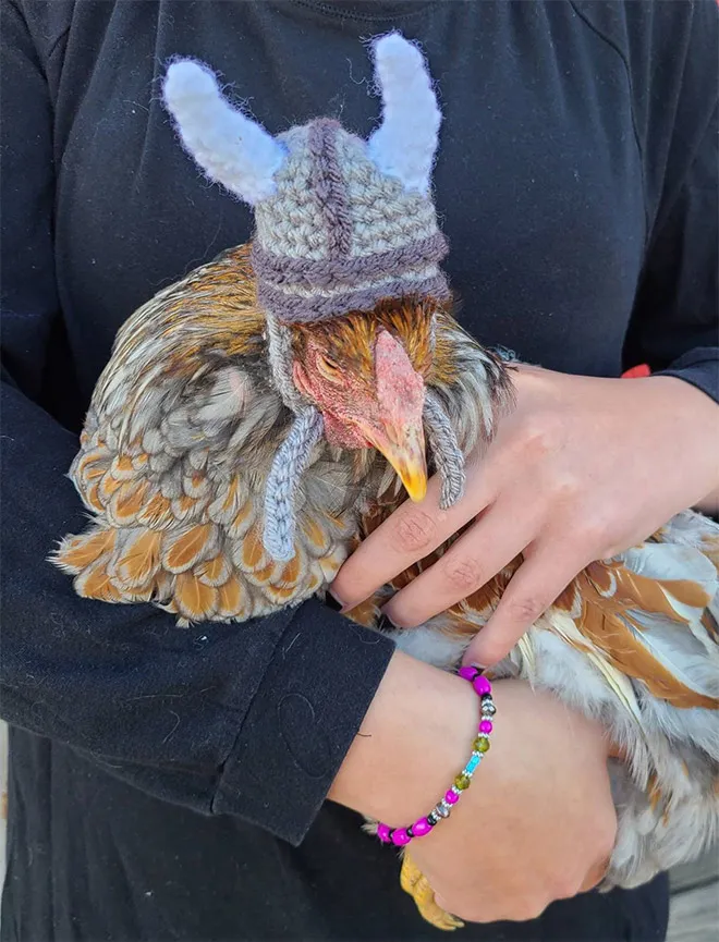Des pulls et des bonnets pour poulets Des pulls et des bonnets pour poulets 17 Des-pulls-et-des-bonnets-pour-poulets-17