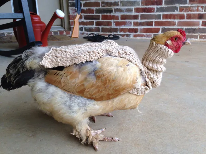 Des pulls et des bonnets pour poulets Des pulls et des bonnets pour poulets 19 Des-pulls-et-des-bonnets-pour-poulets-19
