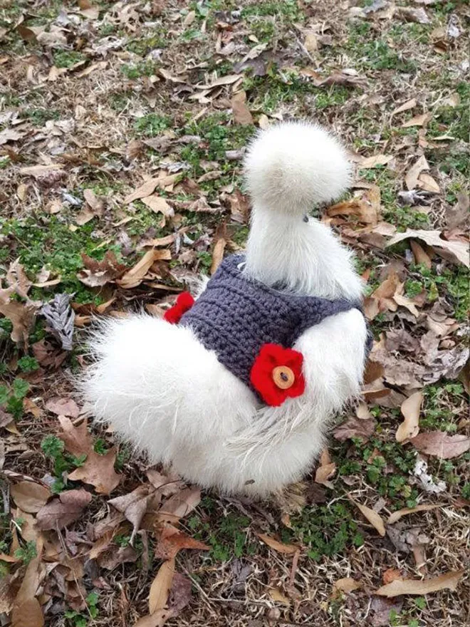 Des pulls et des bonnets pour poulets Des pulls et des bonnets pour poulets 3 Des-pulls-et-des-bonnets-pour-poulets-3