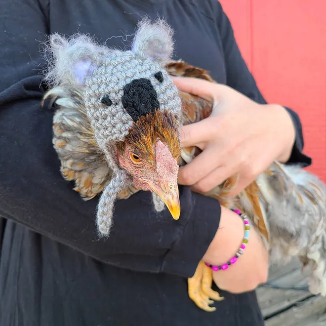 Des pulls et des bonnets pour poulets Des pulls et des bonnets pour poulets 4 Des-pulls-et-des-bonnets-pour-poulets-4