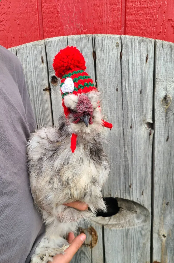 Des pulls et des bonnets pour poulets Des pulls et des bonnets pour poulets 8 Des-pulls-et-des-bonnets-pour-poulets-8