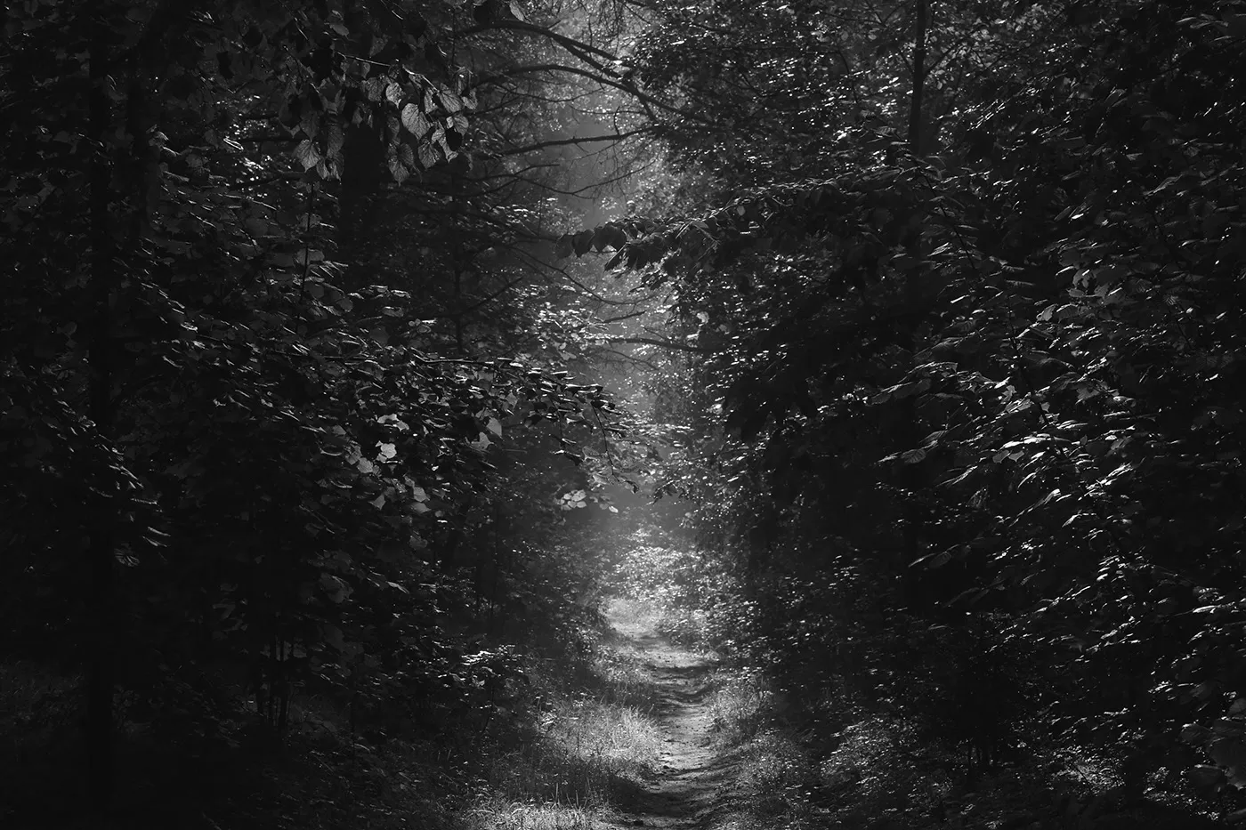 Invitations - nature mystique en noir et blanc par Mindaugas Buivydas Invitations nature mystique en noir et blanc par Mindaugas Buivydas 2 Invitations-nature-mystique-en-noir-et-blanc-par-Mindaugas-Buivydas