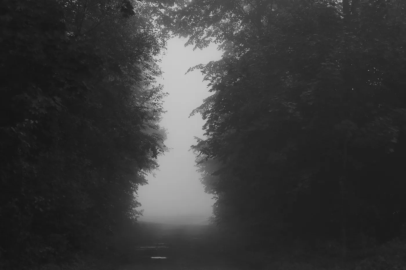 Invitations - nature mystique en noir et blanc par Mindaugas Buivydas Invitations nature mystique en noir et blanc par Mindaugas Buivydas 3 Invitations-nature-mystique-en-noir-et-blanc-par-Mindaugas-Buivydas