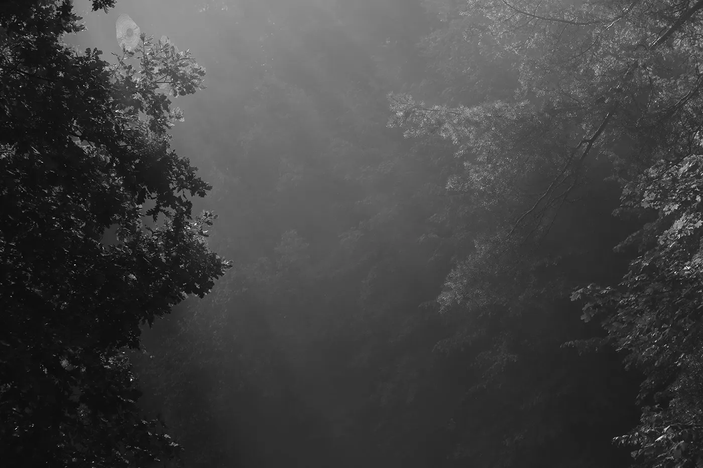 Invitations - nature mystique en noir et blanc par Mindaugas Buivydas Invitations nature mystique en noir et blanc par Mindaugas Buivydas 4 Invitations-nature-mystique-en-noir-et-blanc-par-Mindaugas-Buivydas