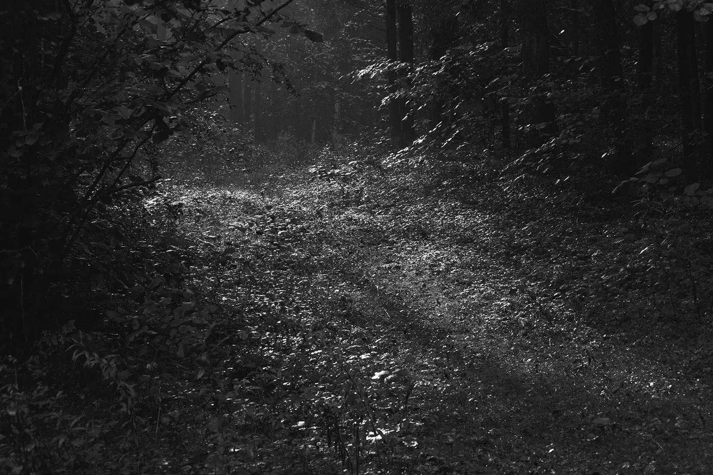 Invitations - nature mystique en noir et blanc par Mindaugas Buivydas Invitations nature mystique en noir et blanc par Mindaugas Buivydas 5 Invitations-nature-mystique-en-noir-et-blanc-par-Mindaugas-Buivydas