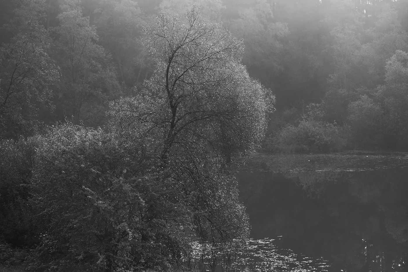 Invitations - nature mystique en noir et blanc par Mindaugas Buivydas Invitations nature mystique en noir et blanc par Mindaugas Buivydas 6 Invitations-nature-mystique-en-noir-et-blanc-par-Mindaugas-Buivydas