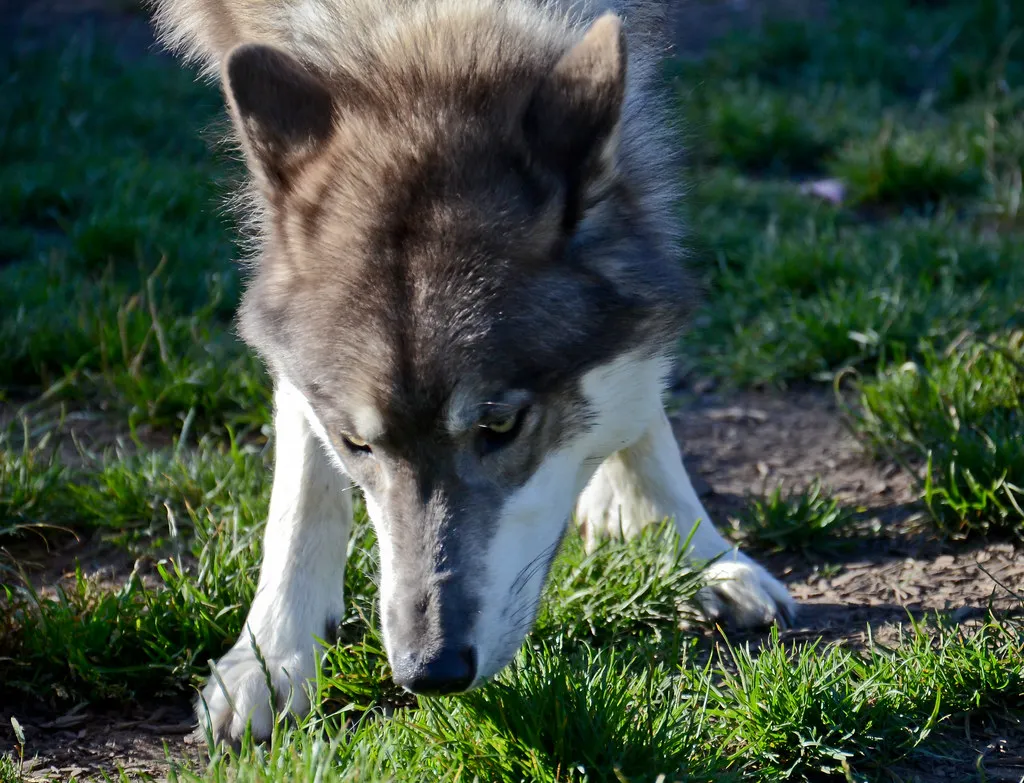 Le Tamaskan, un chien-loup qui ressemble vraiment à un loup Le Tamaskan un chien loup qui ressemble vraiment a un loup 4 Le-Tamaskan-un-chien-loup-qui-ressemble-vraiment-a-un-loup-4