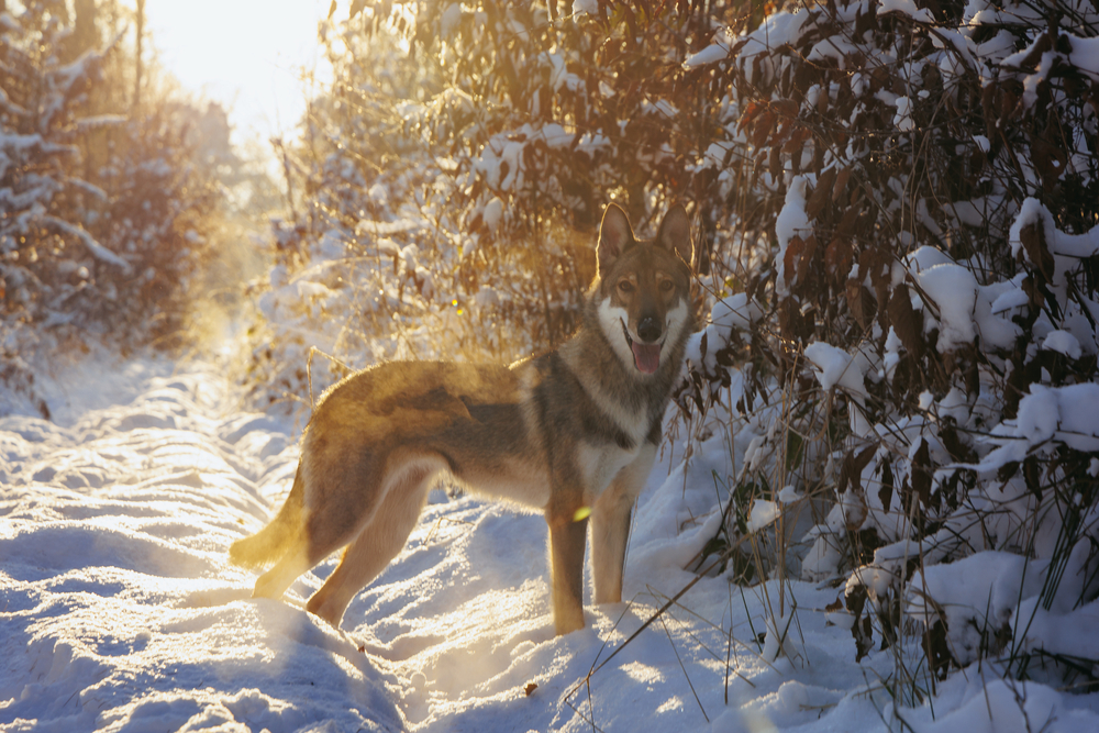 Le Tamaskan, un chien-loup qui ressemble vraiment à un loup Le Tamaskan un chien loup qui ressemble vraiment a un loup 5 Le-Tamaskan-un-chien-loup-qui-ressemble-vraiment-a-un-loup-5