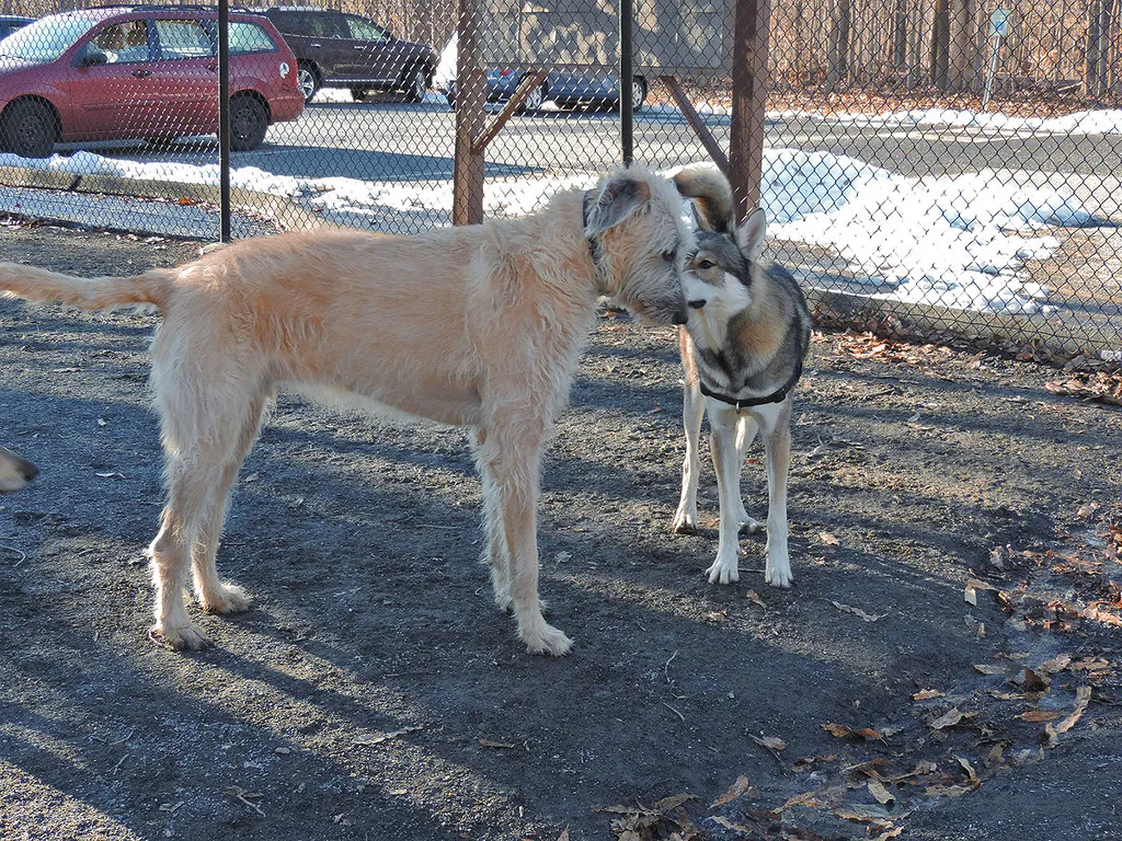 Le Tamaskan, un chien-loup qui ressemble vraiment à un loup Le Tamaskan un chien loup qui ressemble vraiment a un loup levrier irlandais Le-Tamaskan-un-chien-loup-qui-ressemble-vraiment-a-un-loup-levrier-irlandais