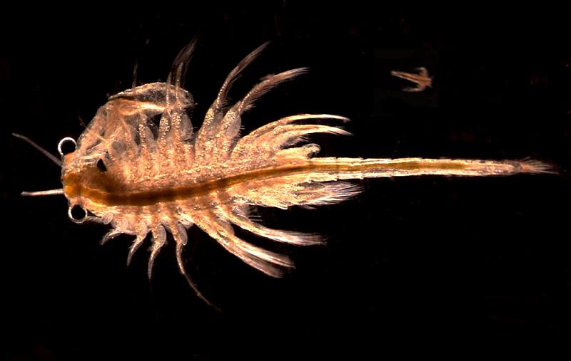 artemia monica crevette mono lake Artemia monica crevette saline endémique du lac Mono en Californie