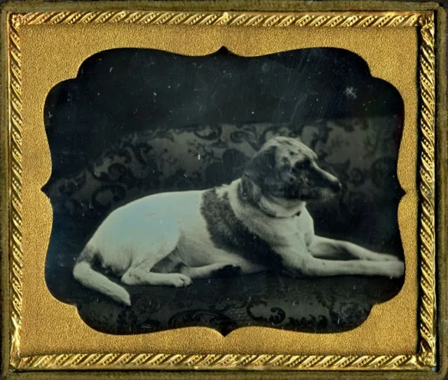 16 daguerréotypes d'animaux au XIXème siècle Des daguerreotypes d animaux au XIXeme siecle 1 chien Des-daguerreotypes-d-animaux-au-XIXeme-siecle-1